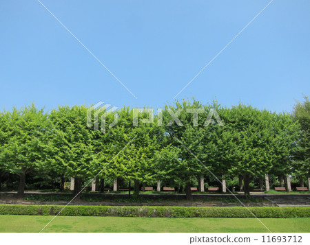 昭和紀念公園 11693712