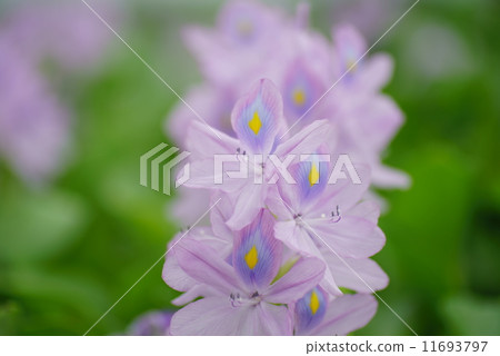 Hotei Ao·Saitama ken Kasuto（路站·“Nursery's Furusato Oto”） 11693797