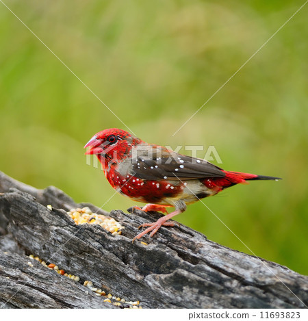 juvenile male Red Avadavat juvenile male Red Avadavat 11693823