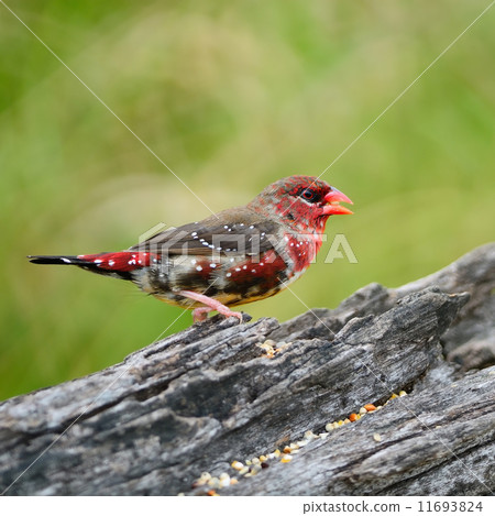 juvenile male Red Avadavat juvenile male Red Avadavat 11693824