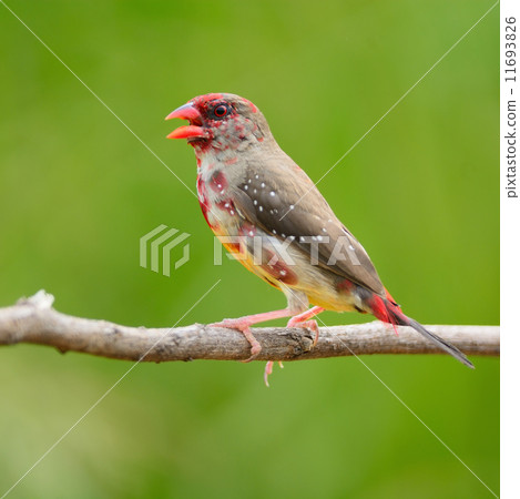 juvenile male Red Avadavat juvenile male Red Avadavat 11693826