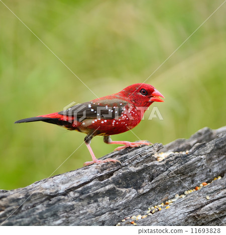 male Red Avadavat male Red Avadavat 11693828