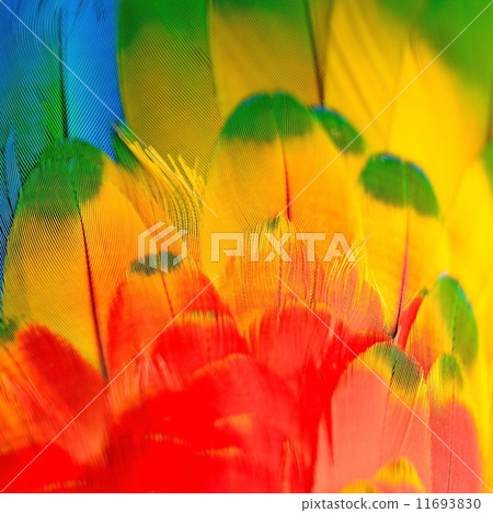 Scarlet Macaw feathers 11693830