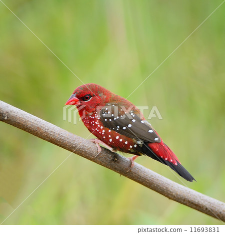 male Red Avadavat male Red Avadavat 11693831