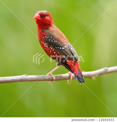 male Red Avadavat male Red Avadavat 11693833