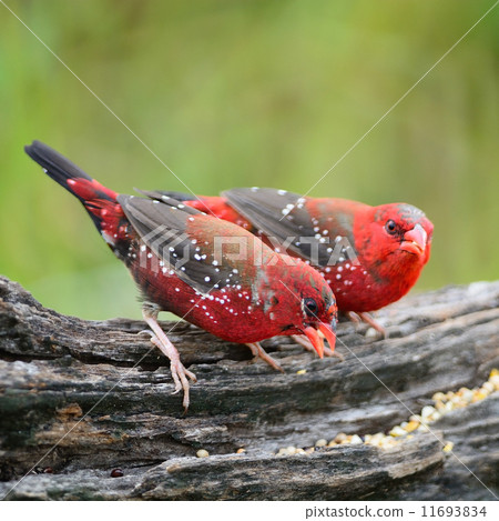 male Red Avadavat male Red Avadavat 11693834