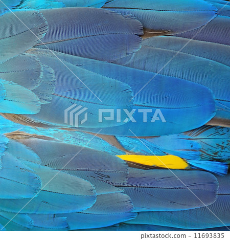 Blue and Gold Macaw feathers 11693835