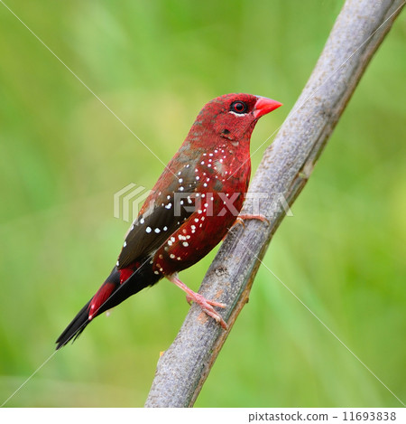 male Red Avadavat male Red Avadavat 11693838