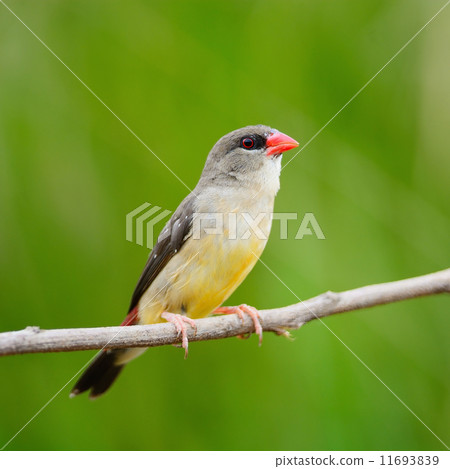 female Red Avadavat female Red Avadavat 11693839
