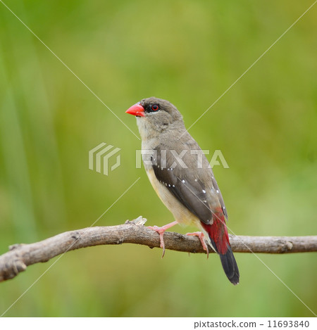 female Red Avadavat female Red Avadavat 11693840