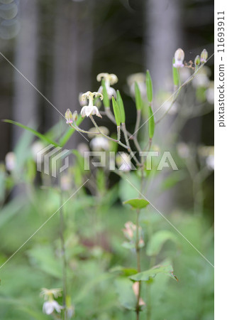 Yama Hototogisu 11693911