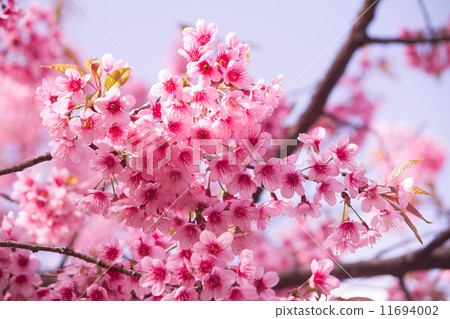 cherry blossom 11694002