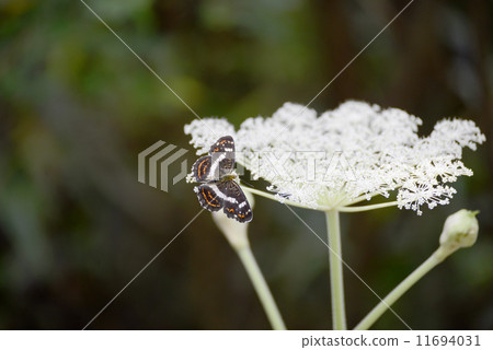 Sakahabo Hosho 11694031