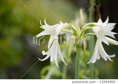 印度hamayuu 印度hamayuu 11694069