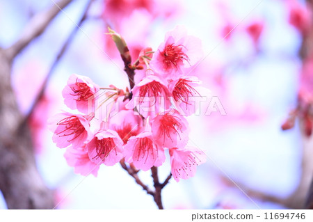 pink sakura pink sakura 11694746