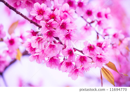 sakura sakura 11694770