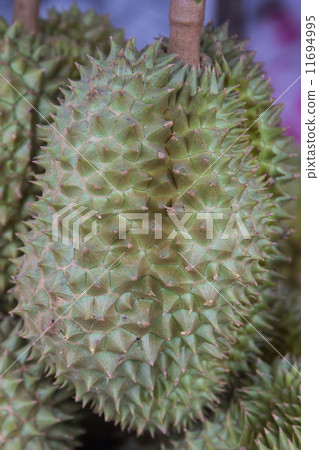 durian 11694995