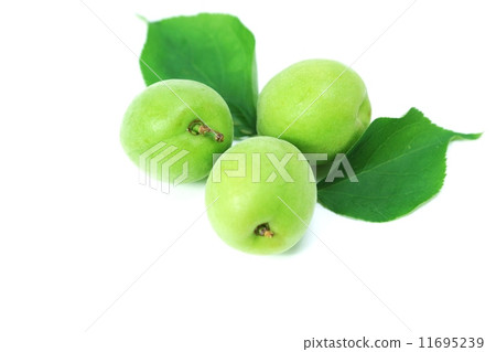 The image of early summer · The leaves of the unclean Ome plum and plum · 3 real leaves 2 pieces lateral position 11695239