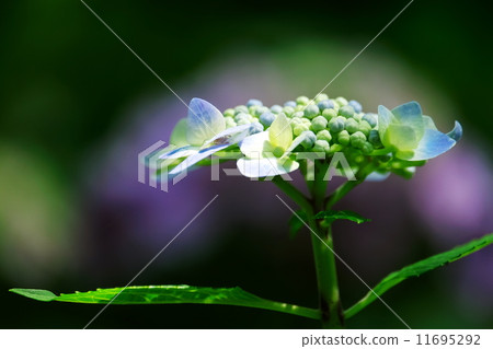 hydrangea hydrangea 11695292