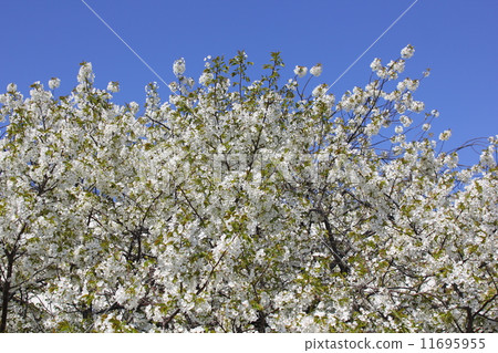 花櫻花天空4月白色 花櫻花天空4月白色 11695955