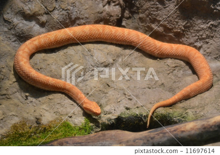 日本球童號角 11697614