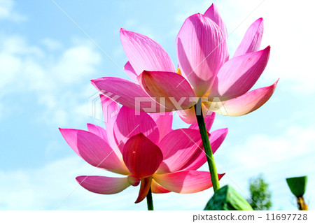 蓮花 蓮花 11697728