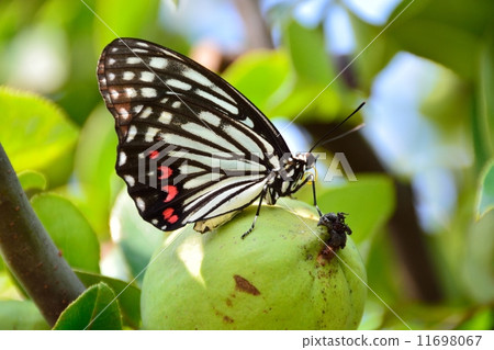 紅蝴蝶蝴蝶 11698067