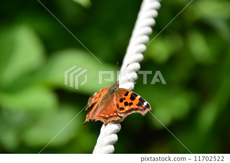 Thetaitea stopping at the rope Thetaitea stopping at the rope 11702522