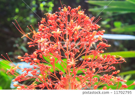 Clerodendrum Paniculatum or Pagoda Flower Clerodendrum Paniculatum or Pagoda Flower 11702795