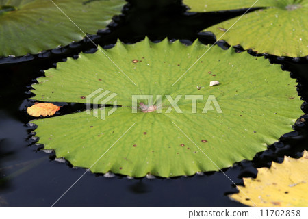 water lily pad 11702858