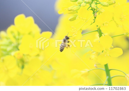 Rape blossoms and bees 11702863