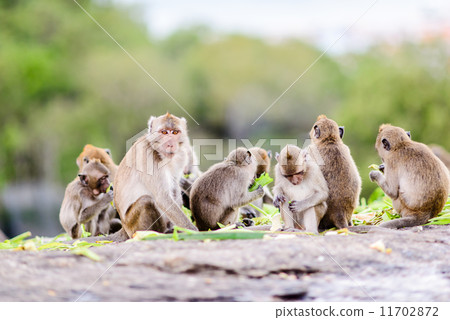 Monkey on hill,Thailand. 11702872