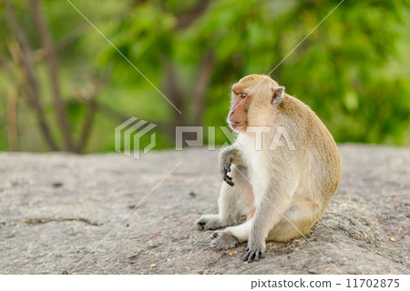 Monkey on hill,Thailand. 11702875