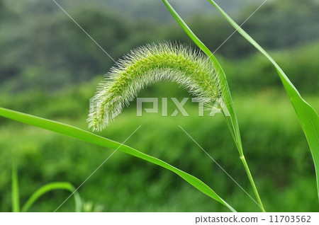 大狗尾草 11703562