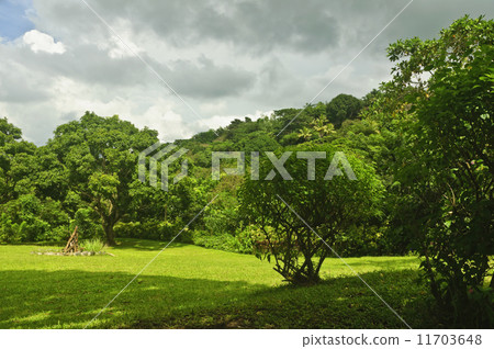 Mango Orchard Mango Orchard 11703648