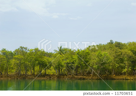 Mangrove 11703651