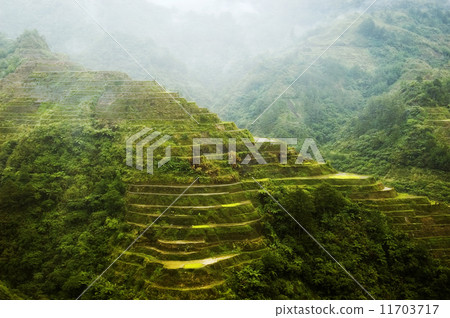 Banaue Rice Terraces 11703717