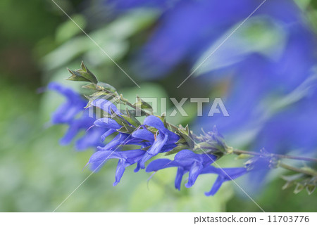 Salvia Galanica 11703776
