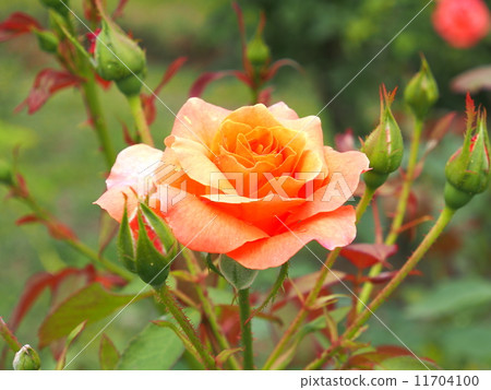 安妮的玫瑰 11704100