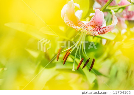 Ladybug 11704105