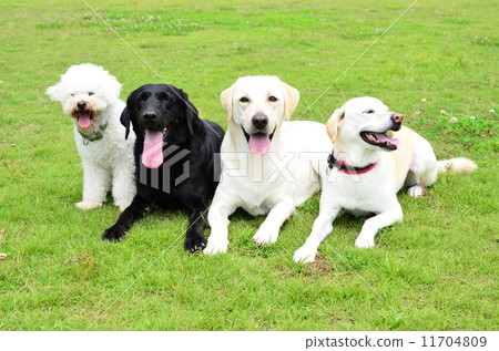 With your friends♪ 11704809