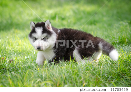 Cute puppy hiding on grass Cute puppy hiding on grass 11705439