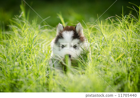 Cute puppy hiding on grass 11705440