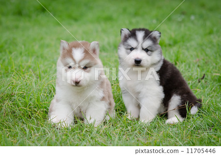 Cute puppy hiding on grass Cute puppy hiding on grass 11705446