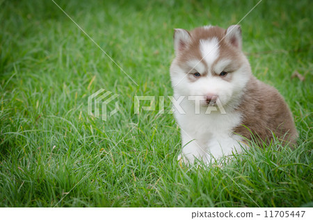 Cute puppy hiding on grass Cute puppy hiding on grass 11705447