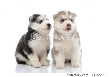 Cute puppy hiding on grass 11705456