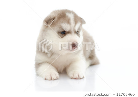 Cute puppy hiding on grass 11705460