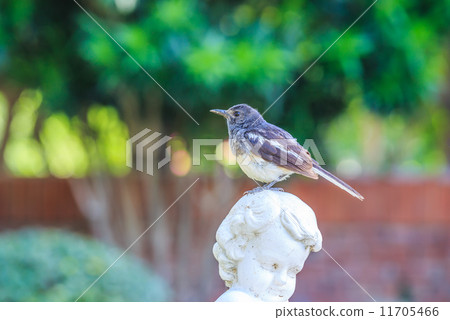 A bird, oriental magpie robin, on the statue in European style g 11705466