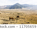 horses in the valley 11705659