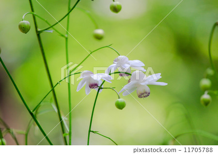 Renge goshoma 1 11705788